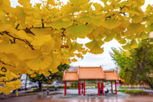 In Seattle International District, a Ginko tree displays yellow leaves.